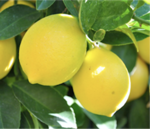 Image of lemons on a lemon tree